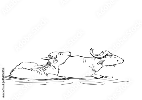 Vector sketch of two water buffalos laying in mud, Hand drawn linear illustration