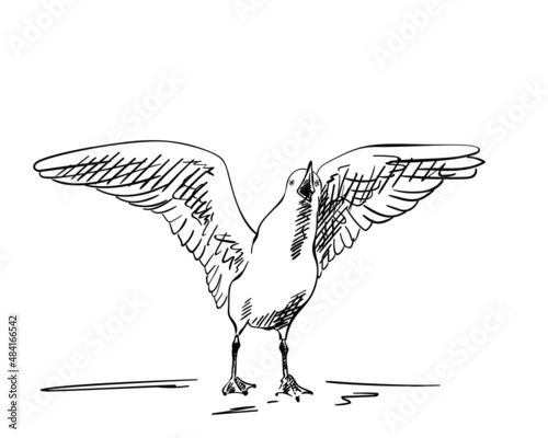Sketch of screaming Seagull with spread wings, Hand drawn illustration