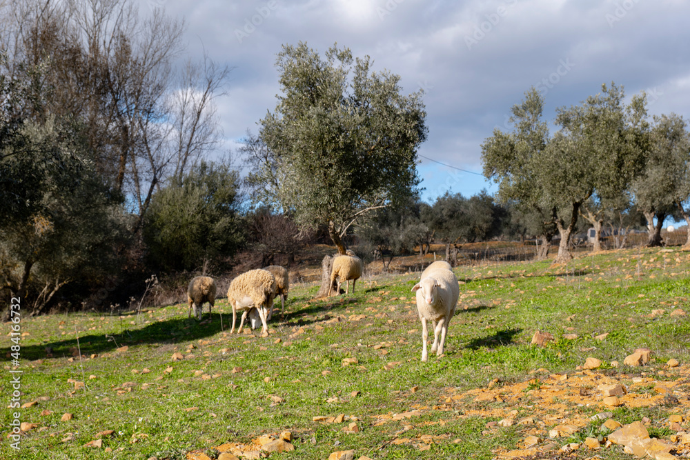 Fototapeta premium sheep grazing in ecological olive groves