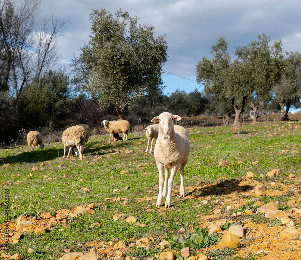 Naklejka premium sheep looking at the camera in a field of olive trees