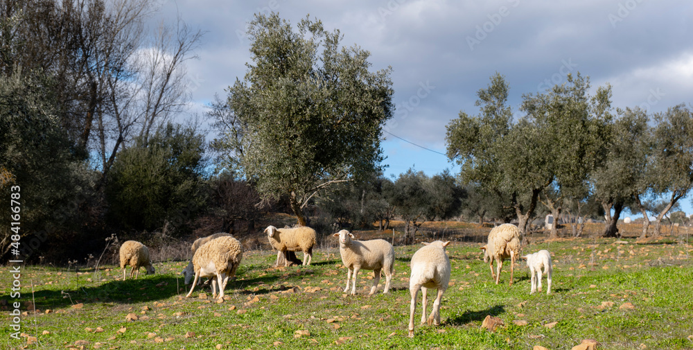 Obraz premium sheep grazing in ecological olive groves
