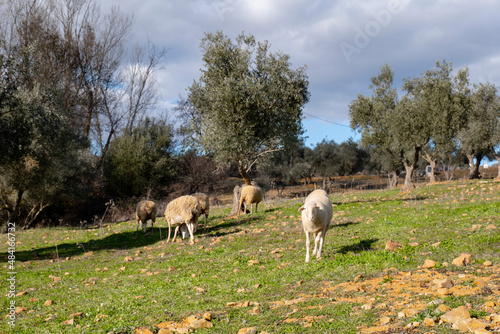 sheep grazing in ecological olive groves © showbroadcaster