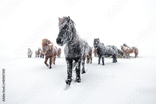 Horses in a snowstorm in Iceland