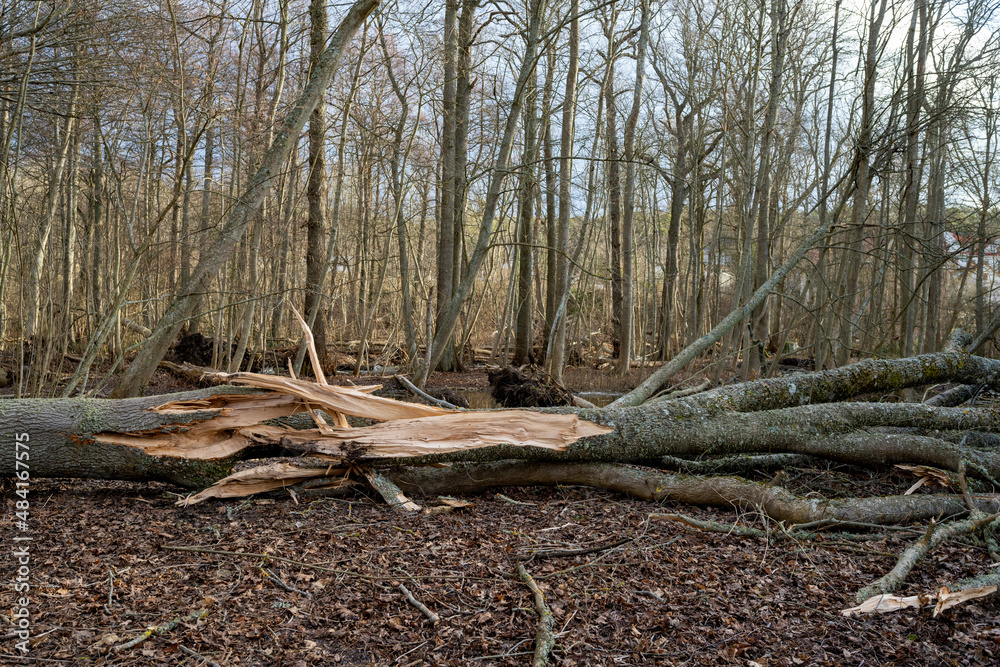 Damage forest after powerful hurricane Damage forest after powerful hurricane