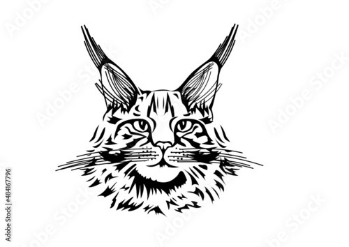 maine coon