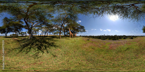 Giraffe grazing, Crescent Island, Lake Naivasha, Kenya photo