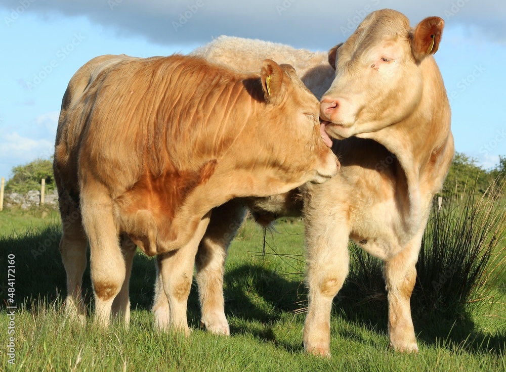 Two Charolais breed cattle in field on farmland in rural Ireland Two Charolais breed cattle in field on farmland in rural Ireland