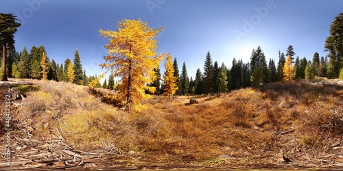 Western larches photo