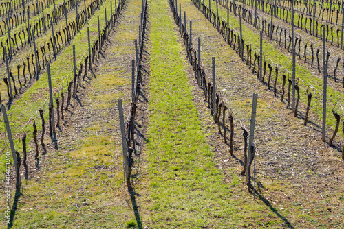 View of the vineyards of Siefersheim/Germany on a sunny spring day photo