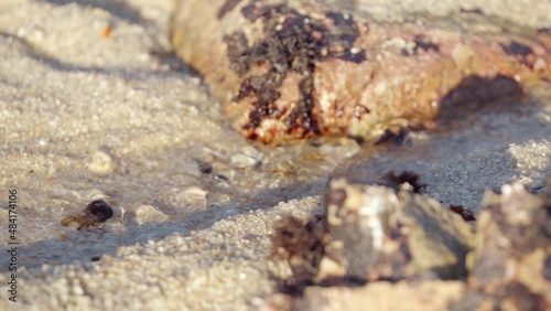 Hermit Crab In Shell Walking Through Clear Flowing Water At Tide Pool. static photo