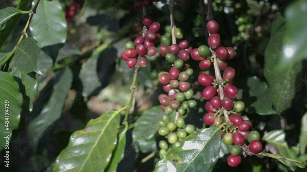 Hand picking red coffee beans on coffee tree. Farmer harvesting coffee. Picking coffee cherry from a tree. Hand picking red coffee beans on coffee tree. Farmer harvesting coffee. Picking coffee cherry from a tree.