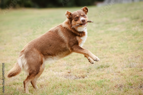 Konstfotografi Australian Kelpie Dog in Australia