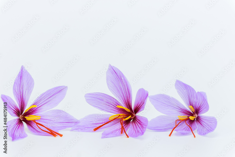 Three saffron crocuses close up on a white background. Place for text. Three saffron crocuses close up on a white background. Place for text.