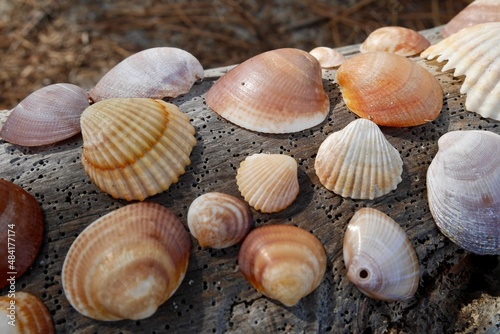 Close up of different varieties of shells on tree trunk with wormholes. Selected focus.