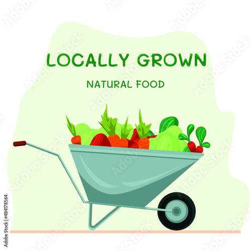 wheelbarrow with plenty of fresh vegetables. Concept of vector illustration of harvesting crops