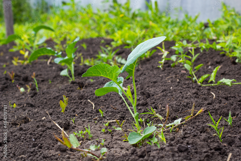 Cauliflower seedling. Broccoli. Planted in a bed in the ground. Close-up. High quality photo. copy space Cauliflower seedling. Broccoli. Planted in a bed in the ground. Close-up. High quality photo. copy space