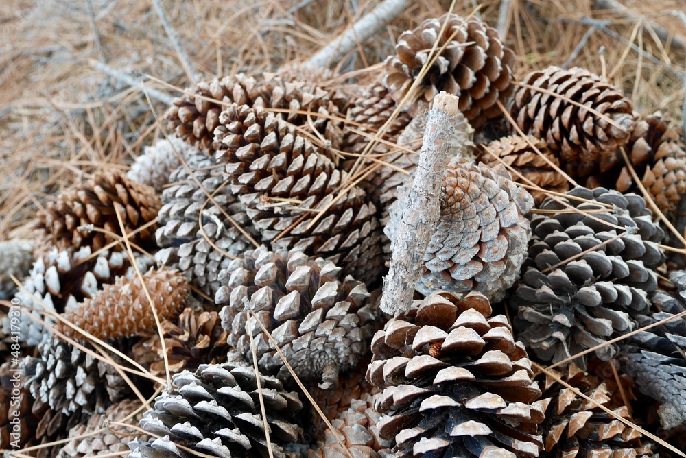 Close up of pile of pine cones on forest floor covered with pine needles. Close up of pile of pine cones on forest floor covered with pine needles.