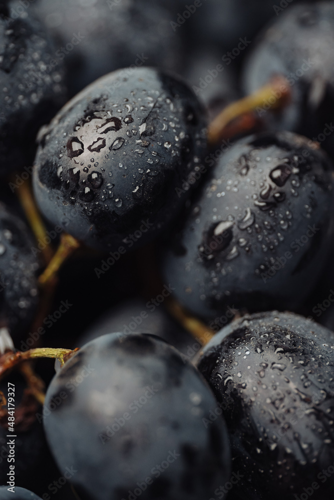 Grape. Vertical macro shot of fresh black grapes with water drops Grape. Vertical macro shot of fresh black grapes with water drops
