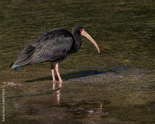 A long-beaked bird wandering around shallow waters of a creek looking for food