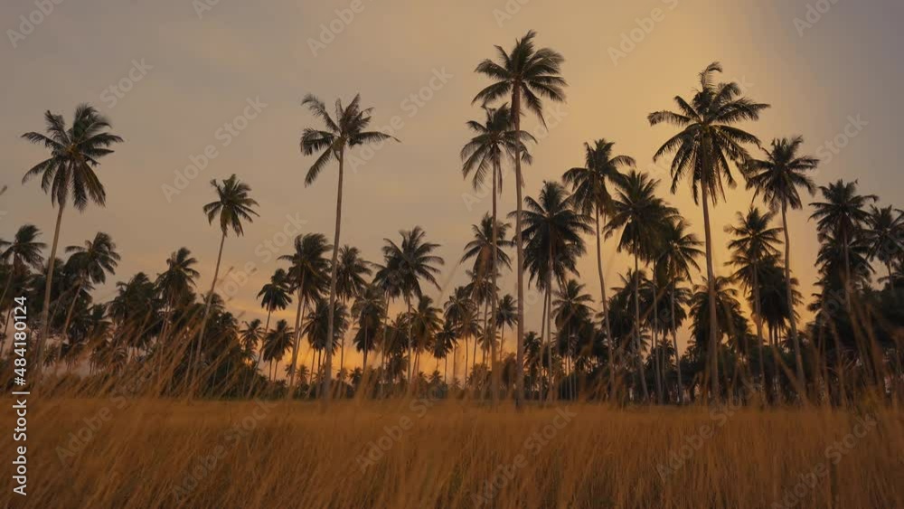 Landscape tropical palm trees with sunset on summer background. Landscape tropical palm trees with sunset on summer background.