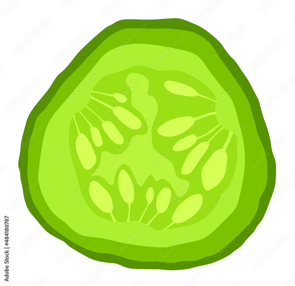 illustration of a cucumber illustration of a cucumber