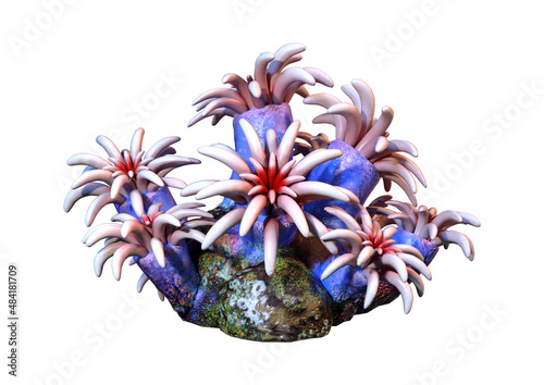 3D Rendering Coral on White