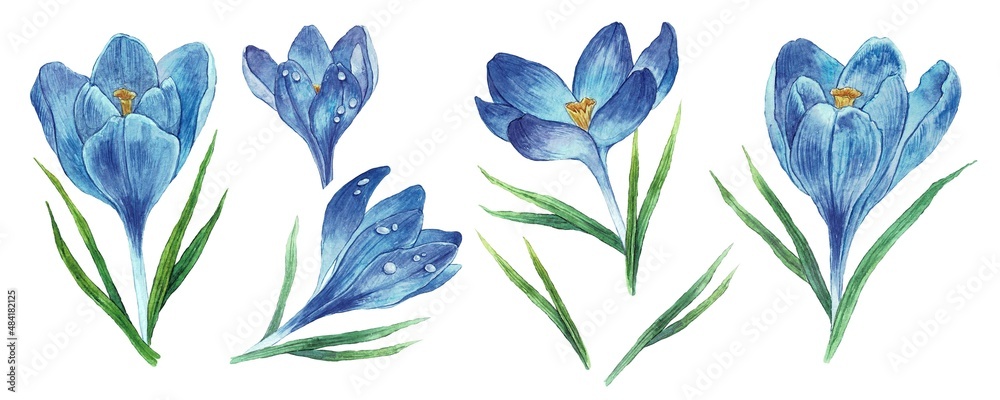 Spring flowers crocuses and leaves isolated on white background. Watercolor hand drawn illustration. Watercolor set for wedding design Spring flowers crocuses and leaves isolated on white background. Watercolor hand drawn illustration. Watercolor set for wedding design