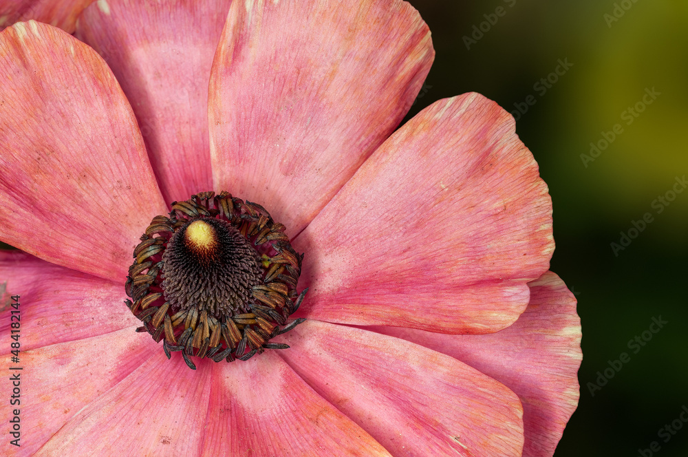 Closeup of pink flower