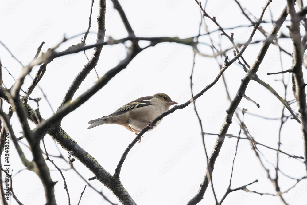 Chaffinch bird 