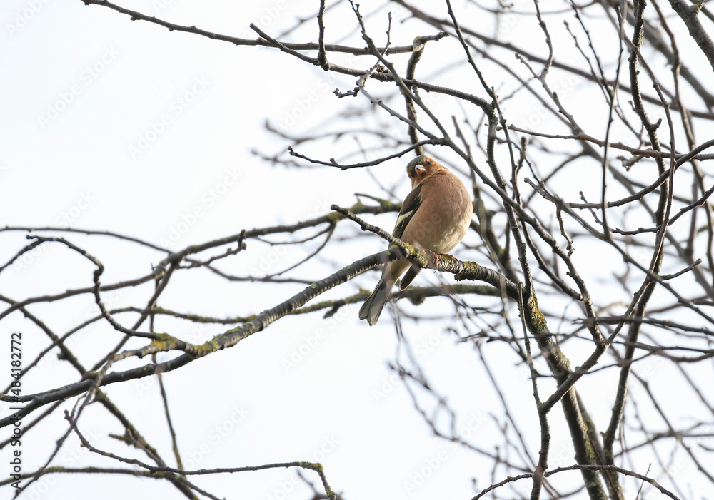 Chaffinch bird Chaffinch bird