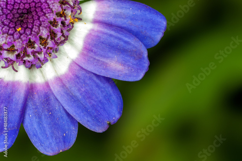 Closeup of blue flower petals