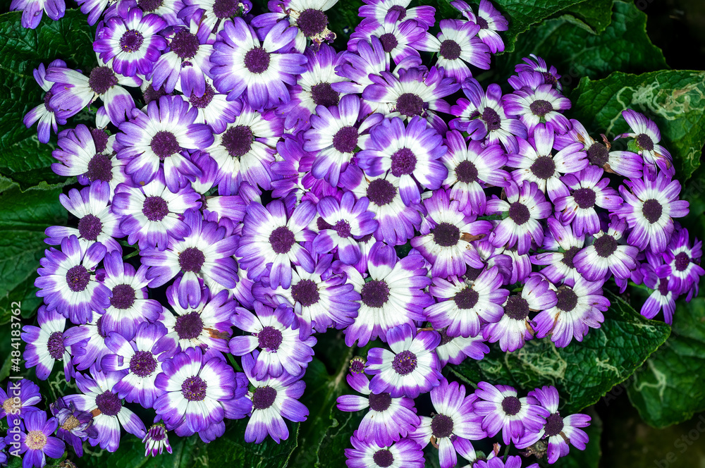 Bunch of flowers on plant Bunch of flowers on plant