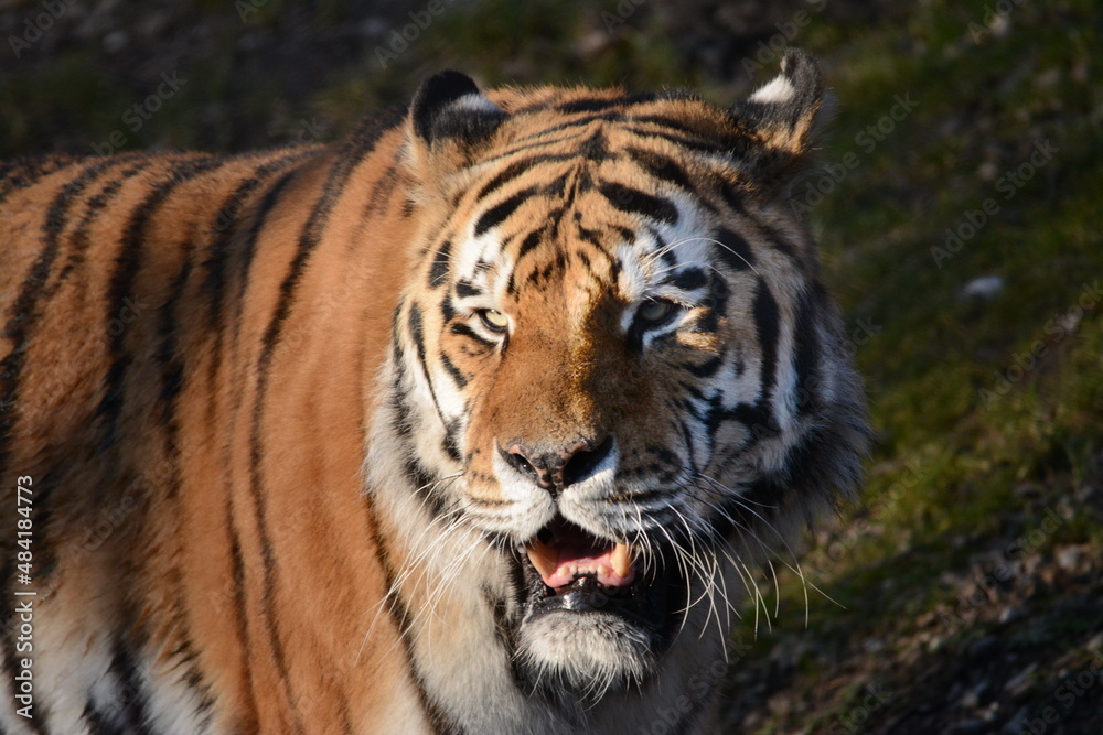 Portrait von einem sibirischen Tiger