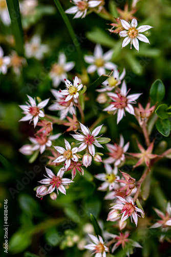 Saxifraga sedoides flower in forest photo