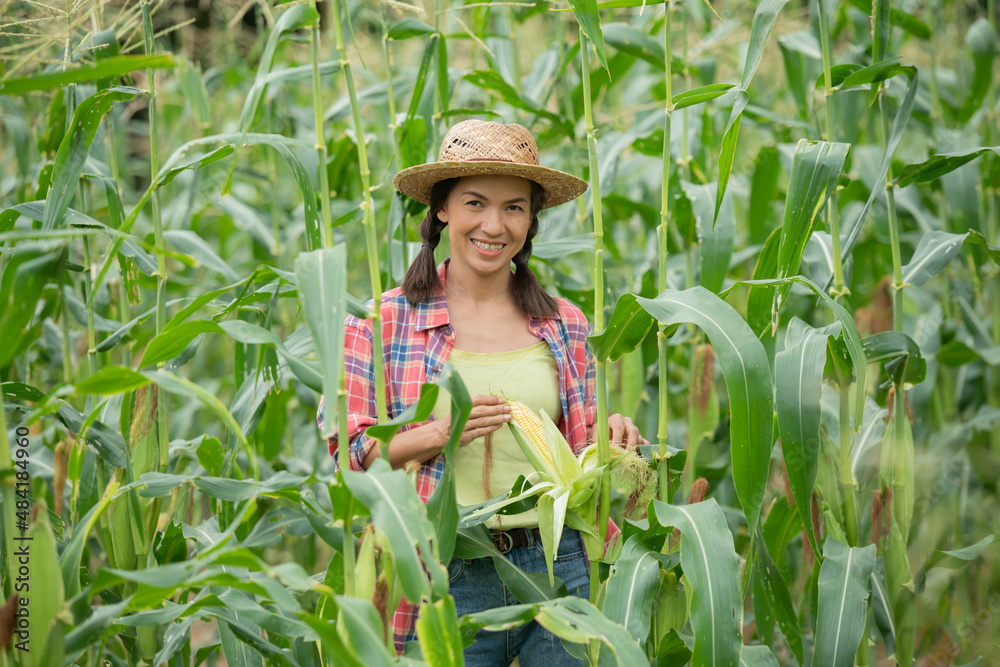 Fototapeta premium female farmer checking plants on his farm. Agribusiness concept, agricultural engineer standing in corn field, green corn field in agricultural garden. Farmer hold fresh organic corn cobs in his hands