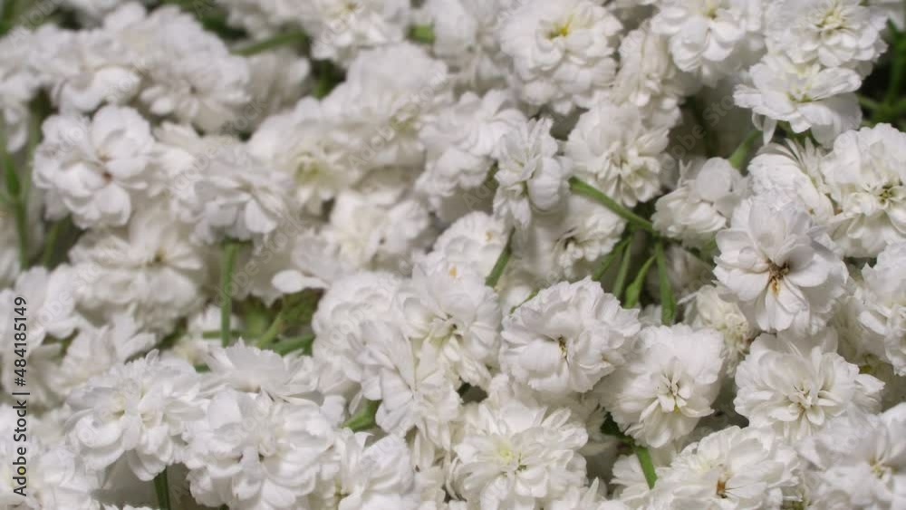 Small white gypsophila flowers rotation background Small white gypsophila flowers rotation background