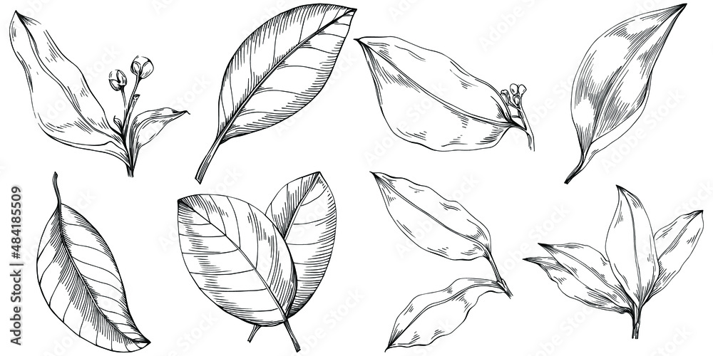 Bay leaf hand-drawn Vector Illustration isolated on white background. Retro style farm product for restaurant menu, market label, logo, emblem and kitchen design. Decoration for food.