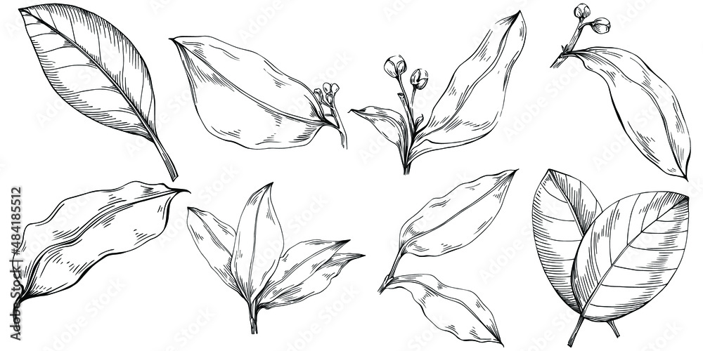 Bay leaf hand-drawn Vector Illustration isolated on white background. Retro style farm product for restaurant menu, market label, logo, emblem and kitchen design. Decoration for food.