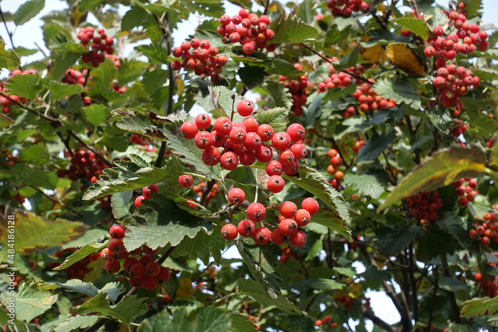 Close shot of red berries in the leafage of Sorbus aria in October - obrazy, fototapety, plakaty 