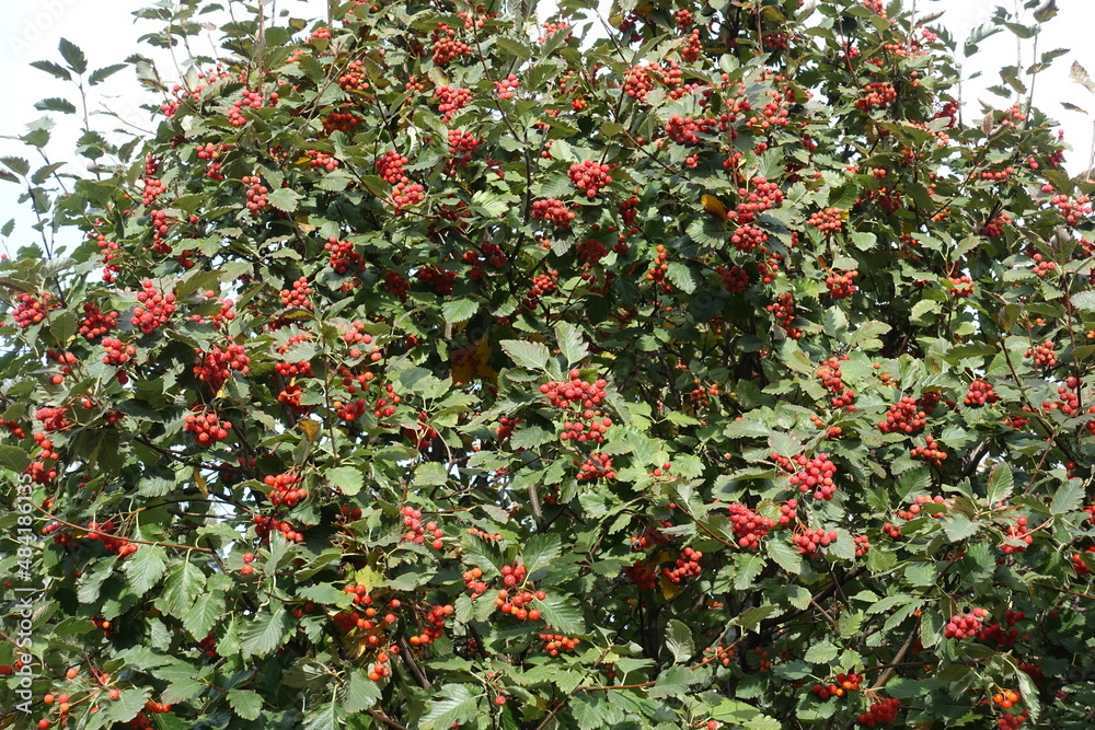 Foliage and red berries of Sorbus aria in October