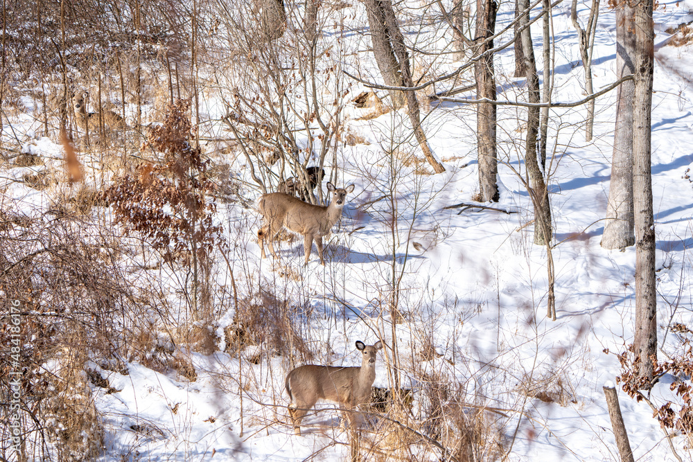 Three whitetail deer, does, are spotted in the snow covered mountains in Western Pennsylvania. Two are standing and one is laying down in the snow. Three whitetail deer, does, are spotted in the snow covered mountains in Western Pennsylvania. Two are standing and one is laying down in the snow.