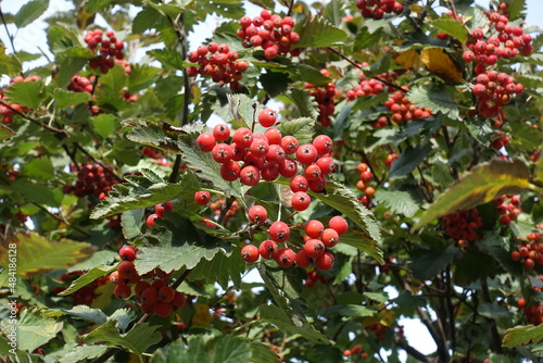 Close shot of red berries in the leafage of Sorbus aria in October