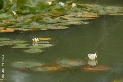 Digital painting of a white waterlily and green lily pads on a pond.