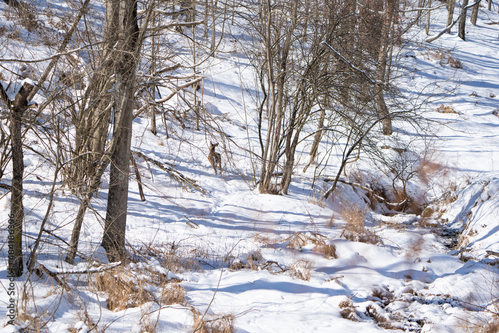 A young whitetail deer runs up a snow covered hill side. Landscape, woods, wildlife.