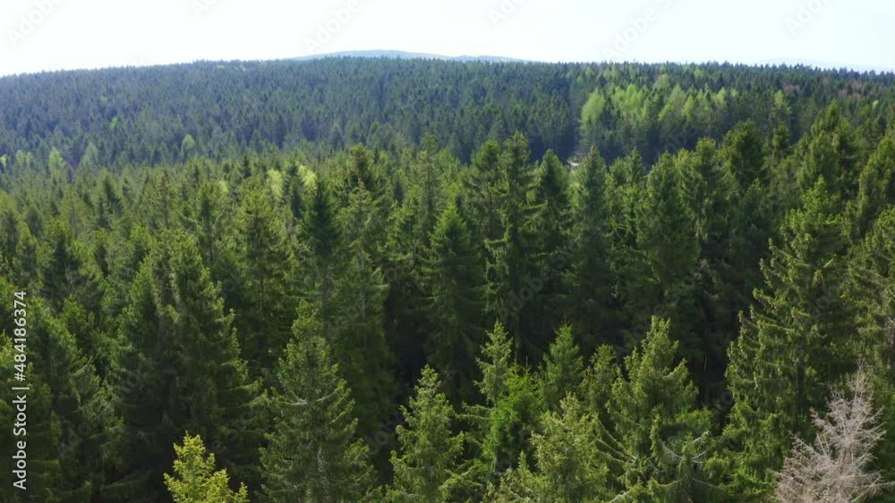 Top-Down view of German forest
Top-Down view of German forest