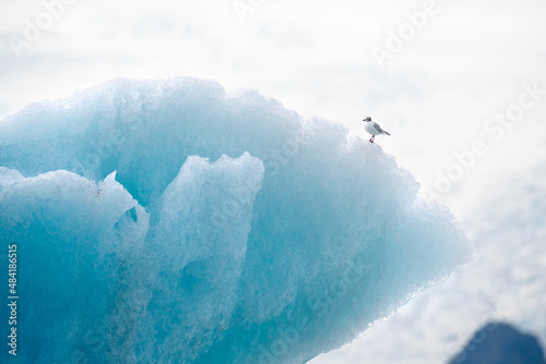 Bird on a glacier in Iceland photo