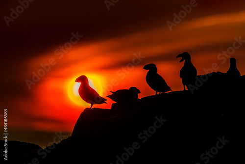 Puffins in a sunset