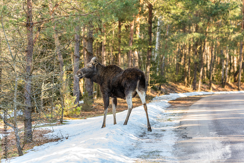 Fototapeta Naklejka Na Ścianę i Meble -  A wild moose in the wild stands by the road and eats tree branches, there is snow on the road