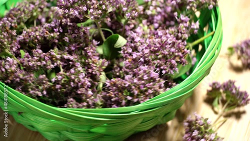 Origanum flowers in a green wiker basket, rotation background. Loop motion photo