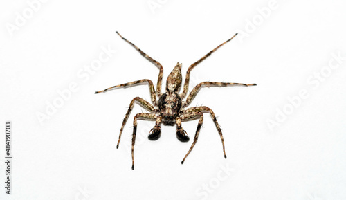 macro closeup of jumping spider